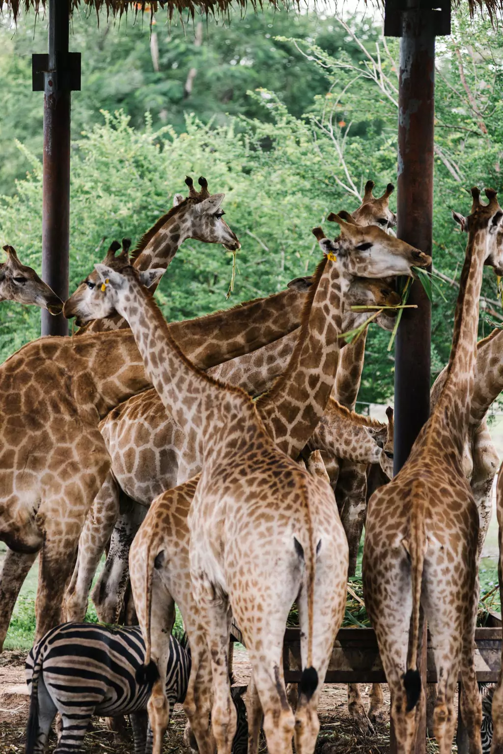 Giraffes eating food