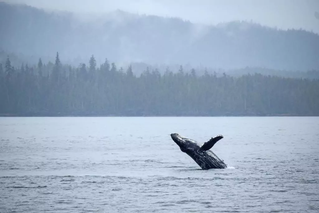 Conservation efforts for humpback whales