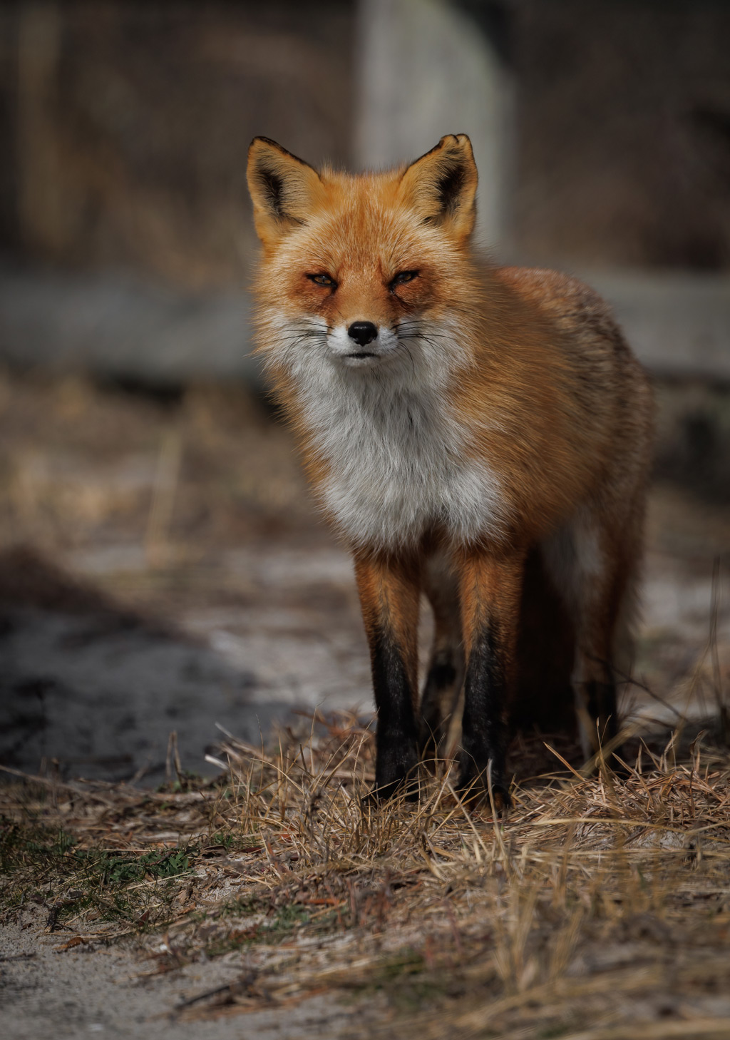 A sad red fox