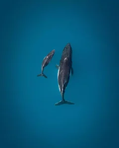 top view of whale with its baby