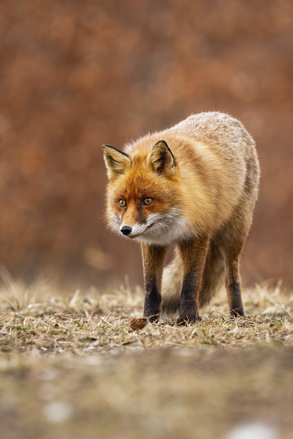 Red fox looking side view