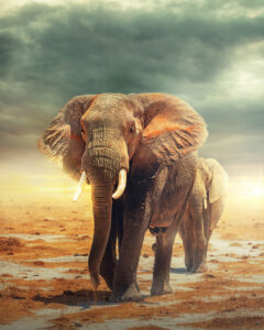 Elephants and Storms