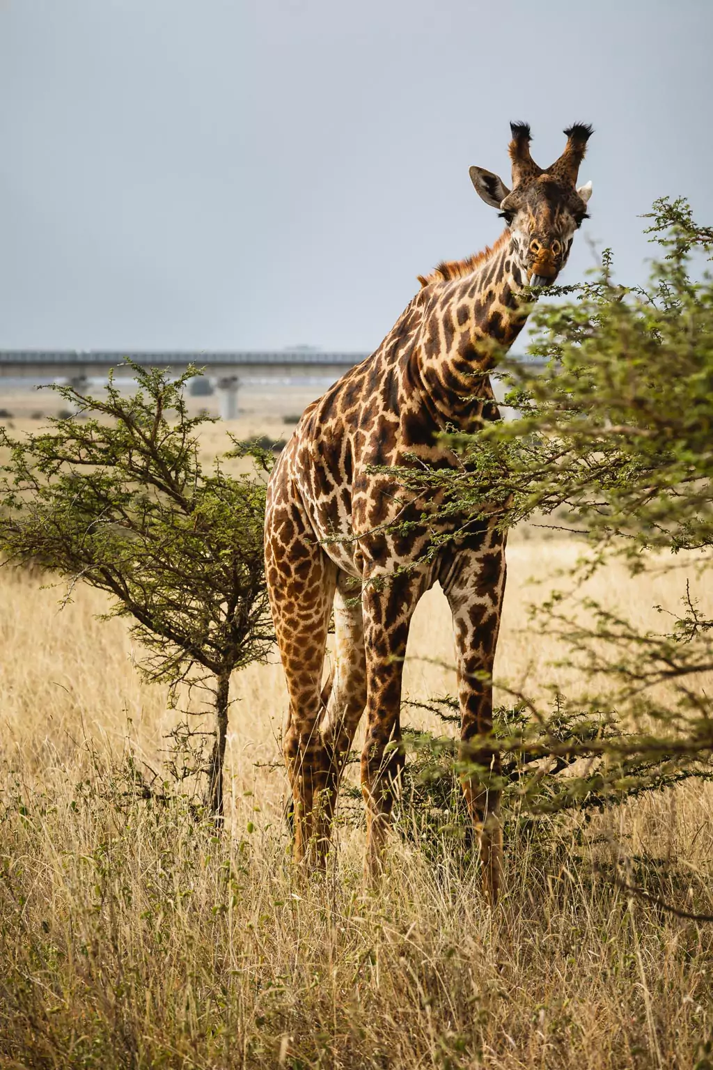Giraffes in a jungle