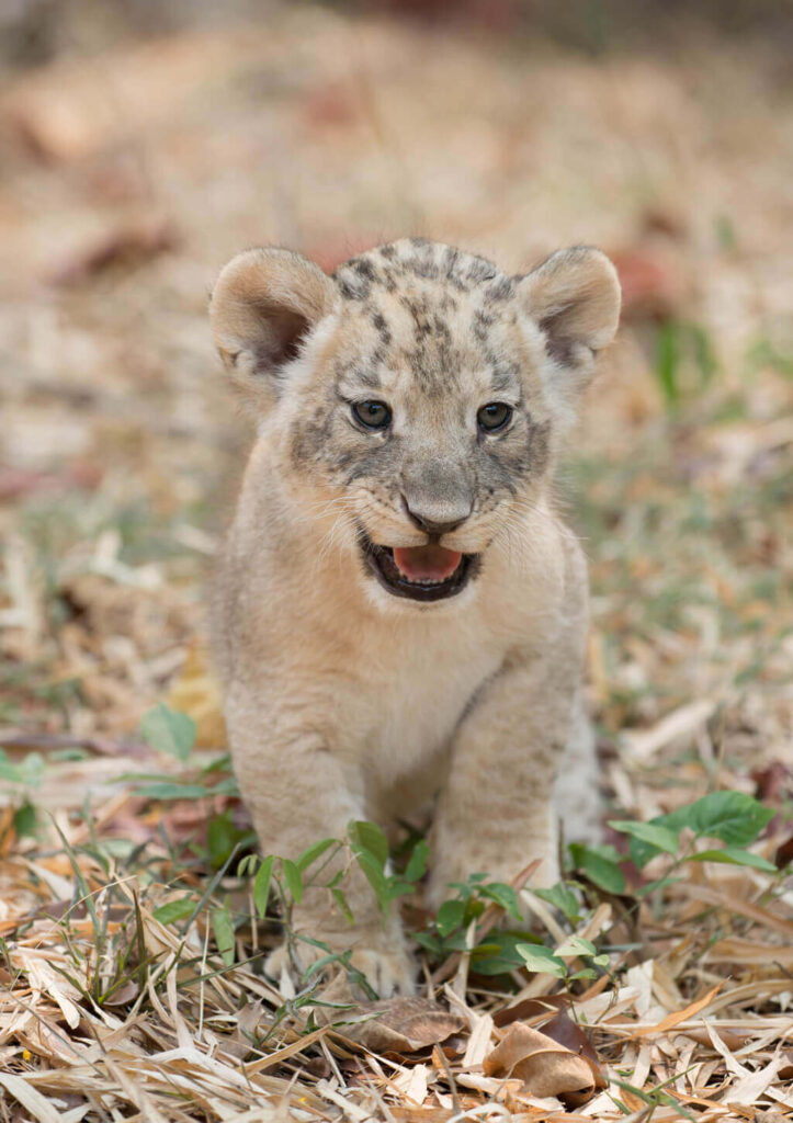 When Do Lions Mate