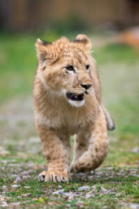 a walking lion