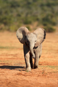 baby african elephant