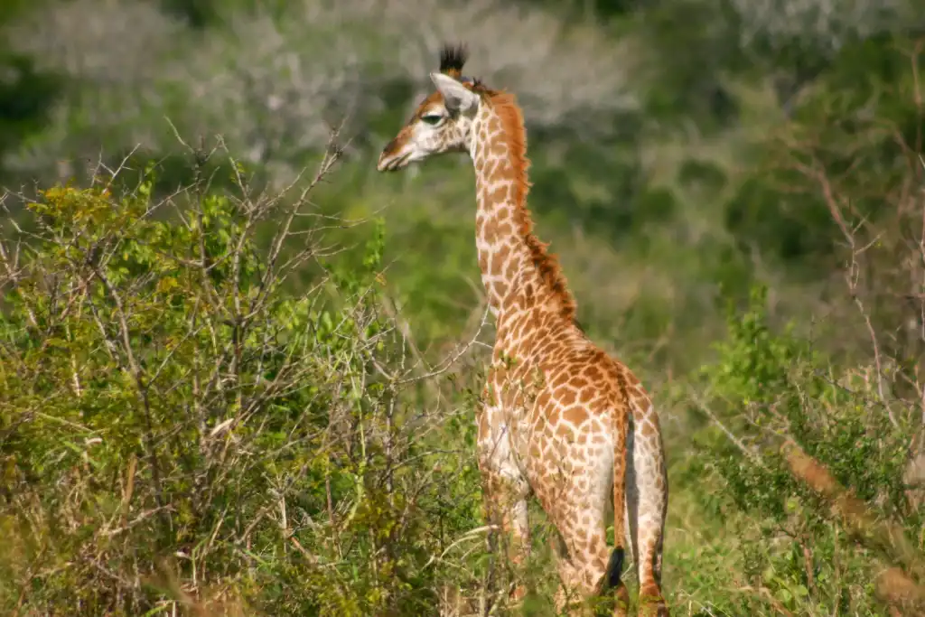 Giraffes looking for food
