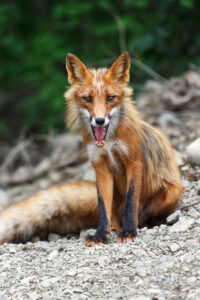 A wild red fox