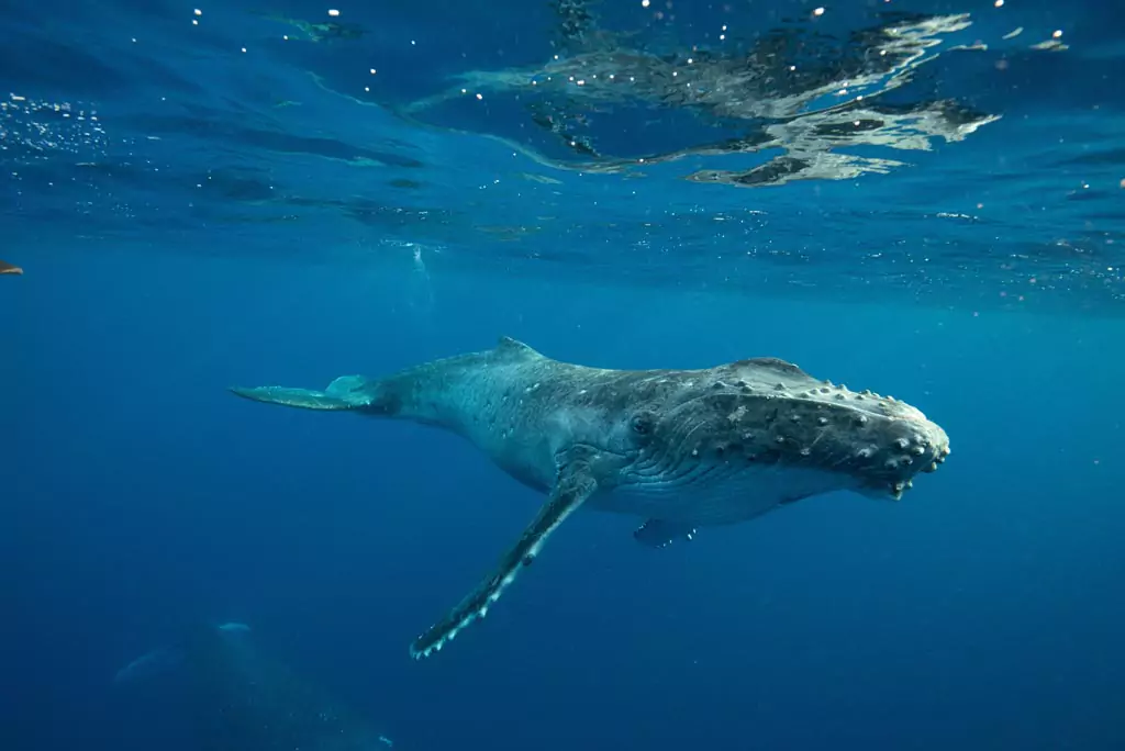 Humpback whale in culture