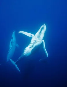 humpback whale mating