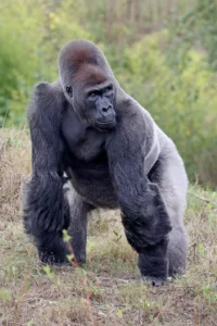 big black gorilla