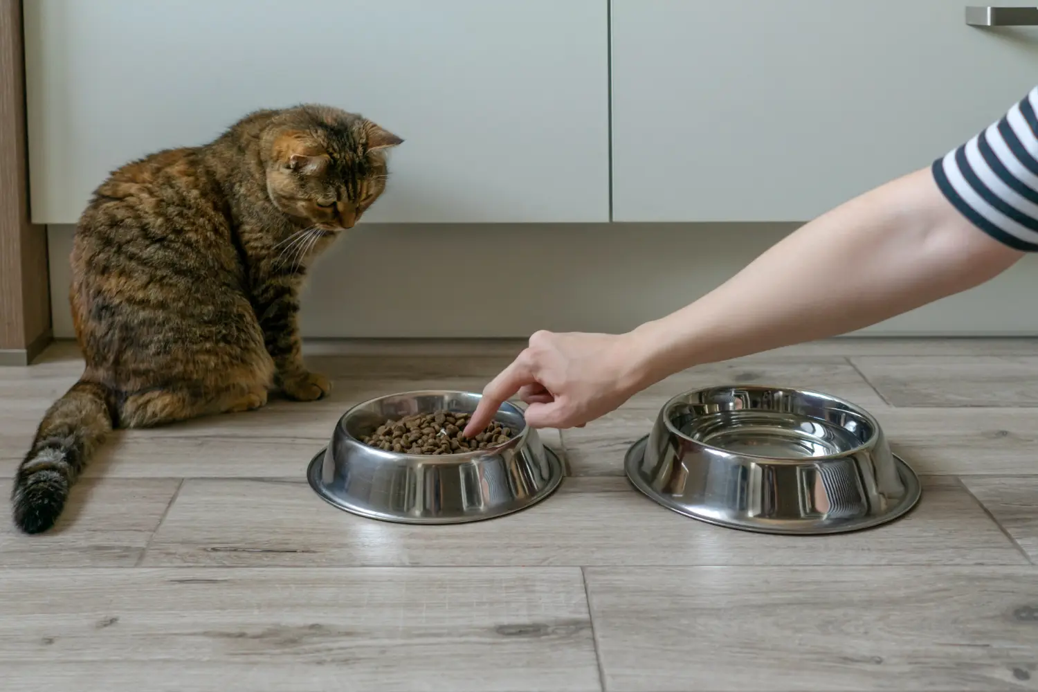 Cat near bowls of dry cat food