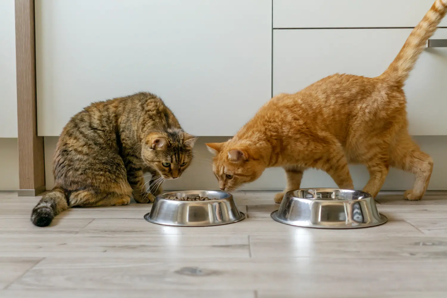 Cats near bowls of dry cat food