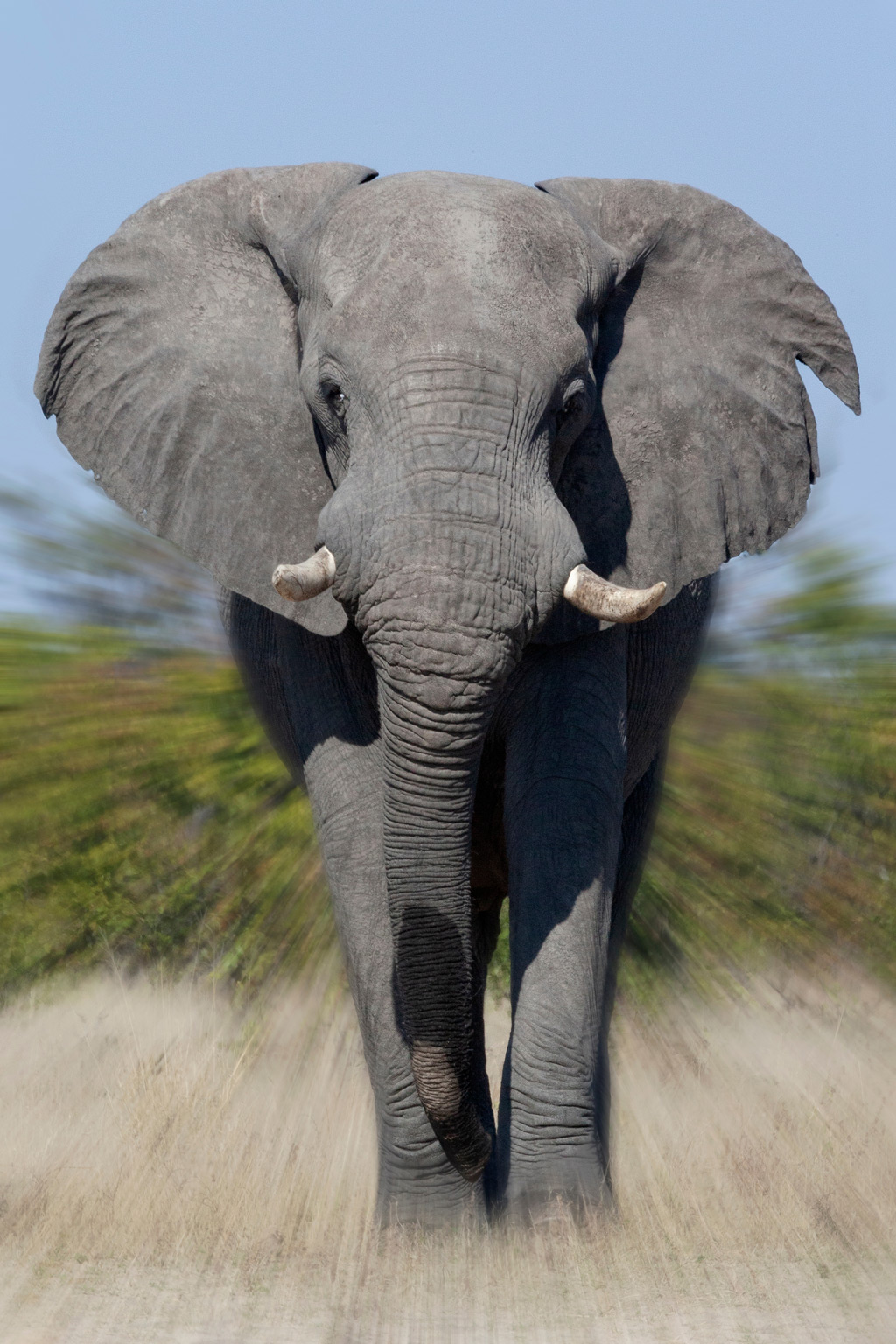 Elephant in a blurry background