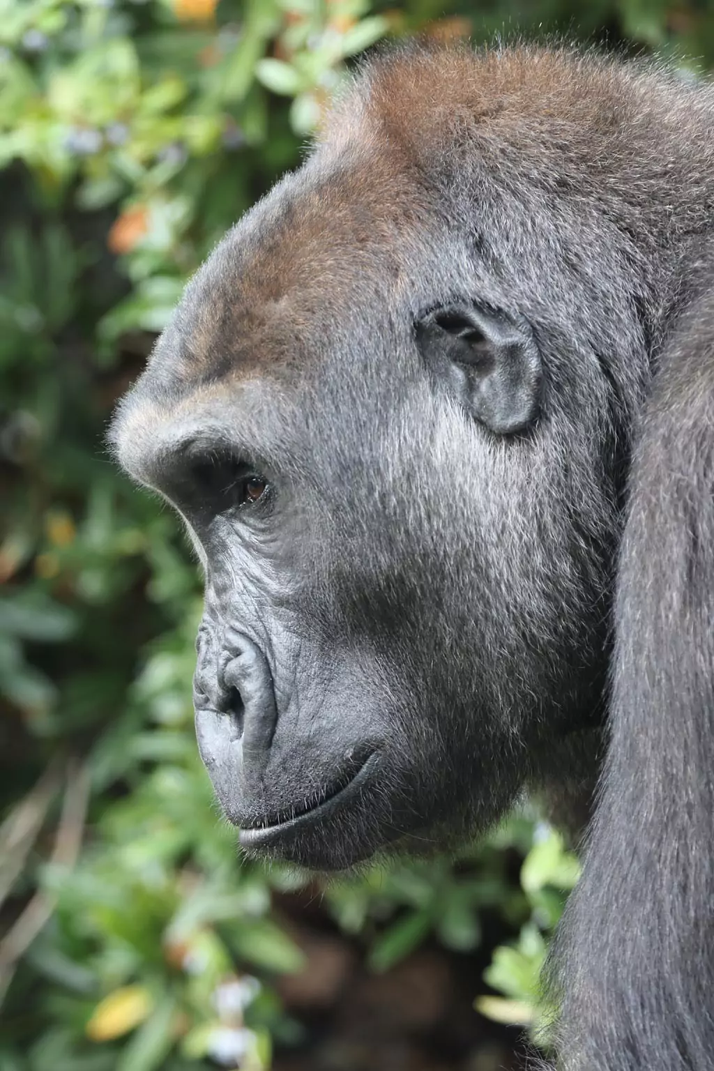 close up view of western gorilla