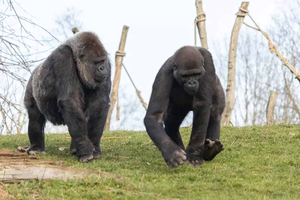 Gorilla mating rituals