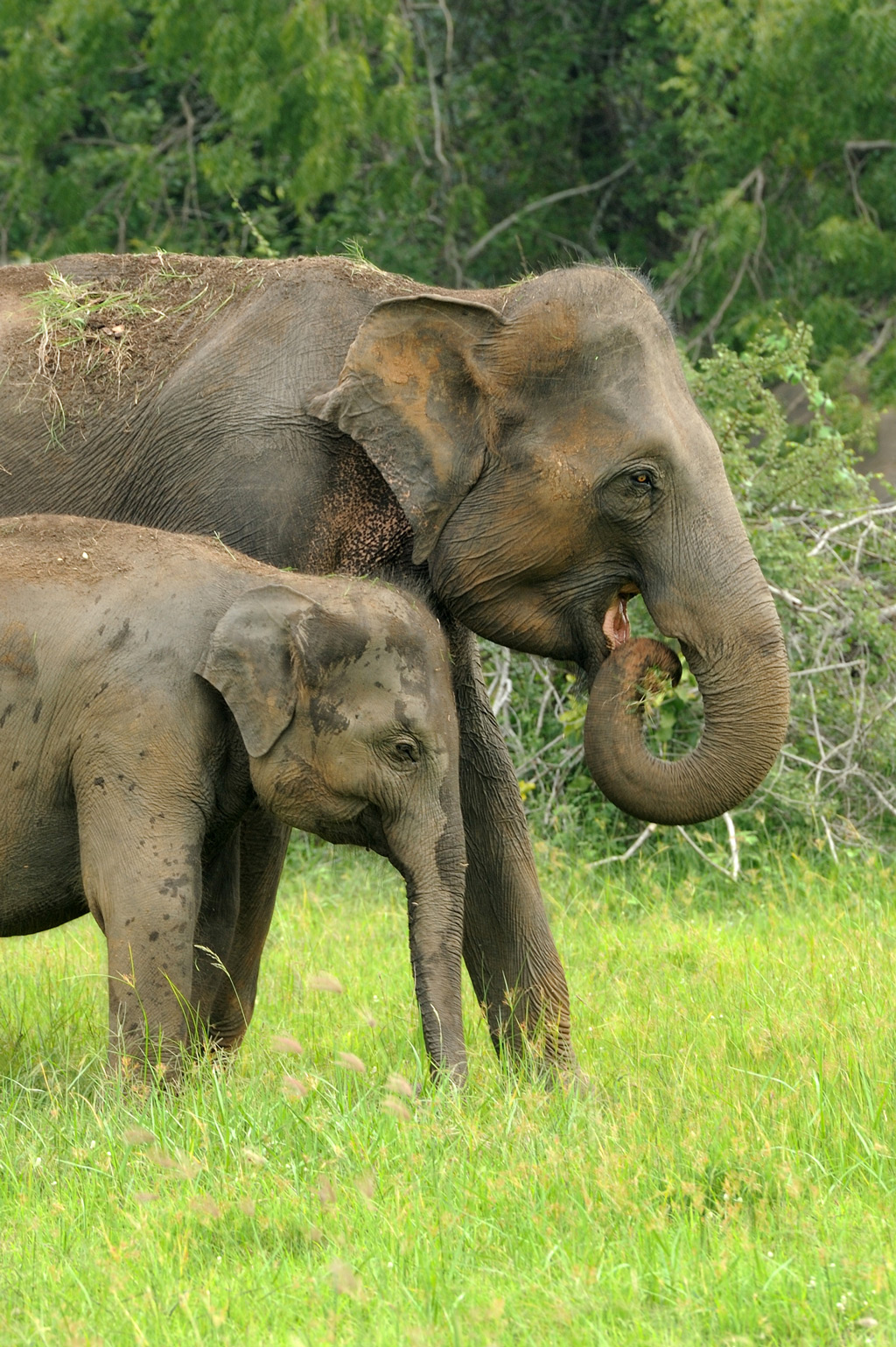 Elephant with her kid