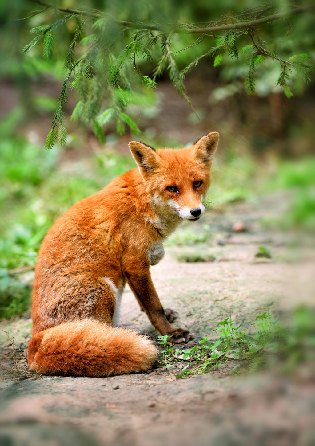 Red fox in the jungle