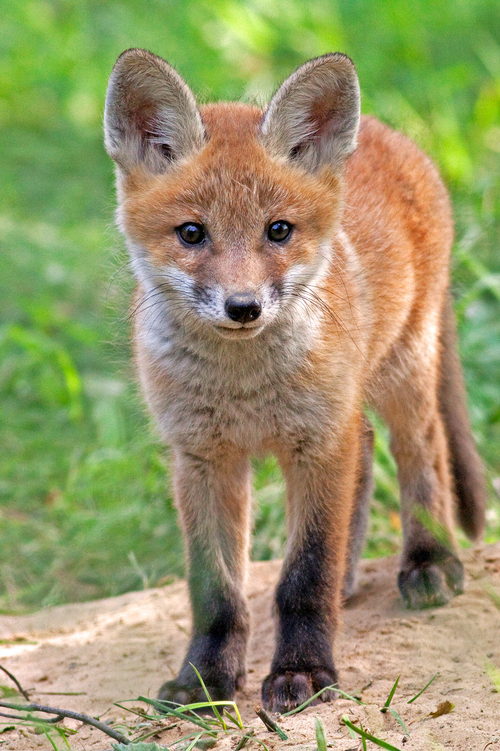 Baby Red fox in the jungle