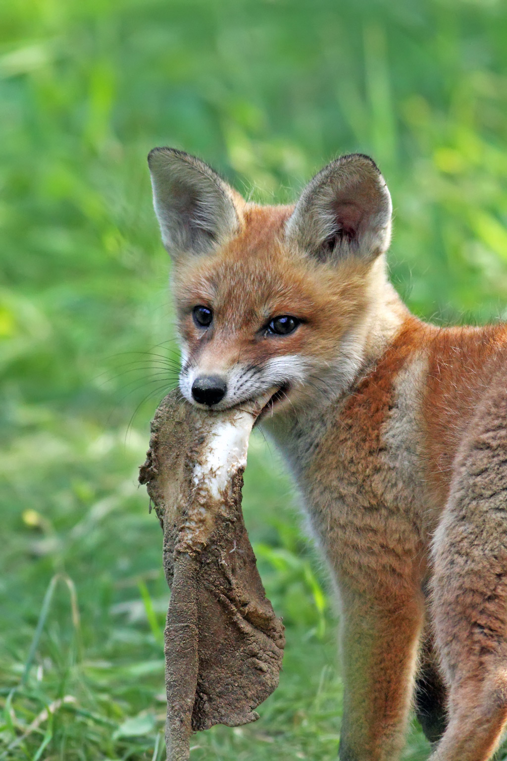 Red fox eating animal skin