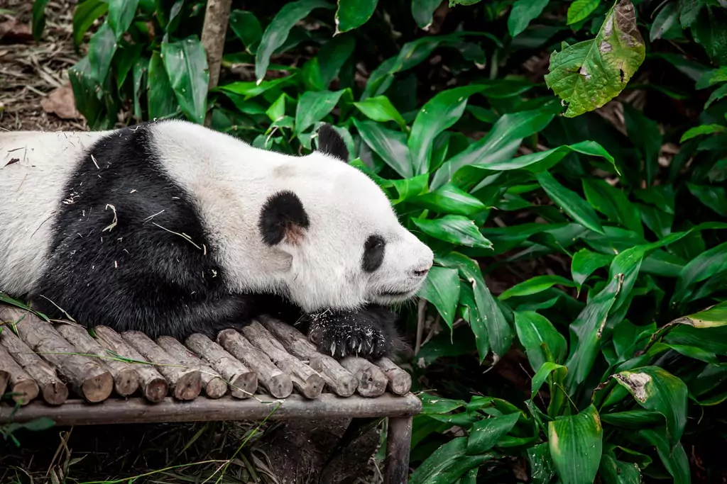 Panda cub in captivity