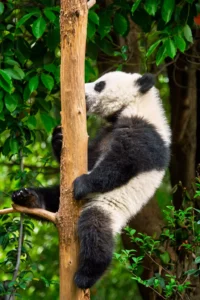 Where are Pandas Native to? Thumbnail
