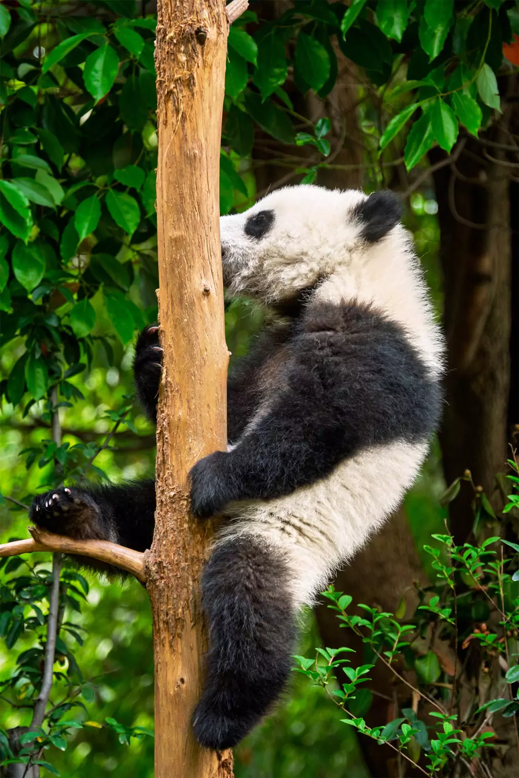 Panda marking its territory