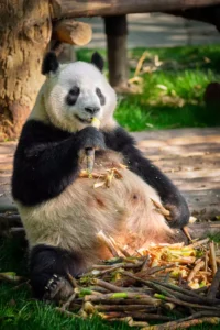 When Do Pandas Mate? Thumbnail