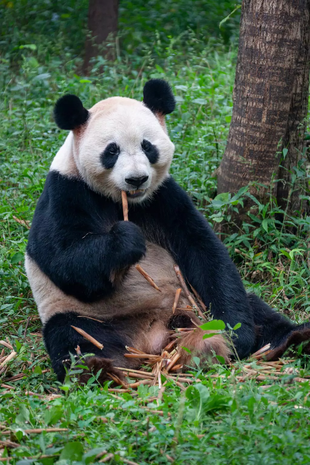 Panda searching for bamboo