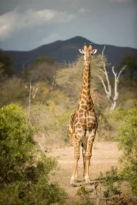 Giraffe with a mountain background