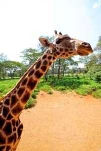 a giraffe head