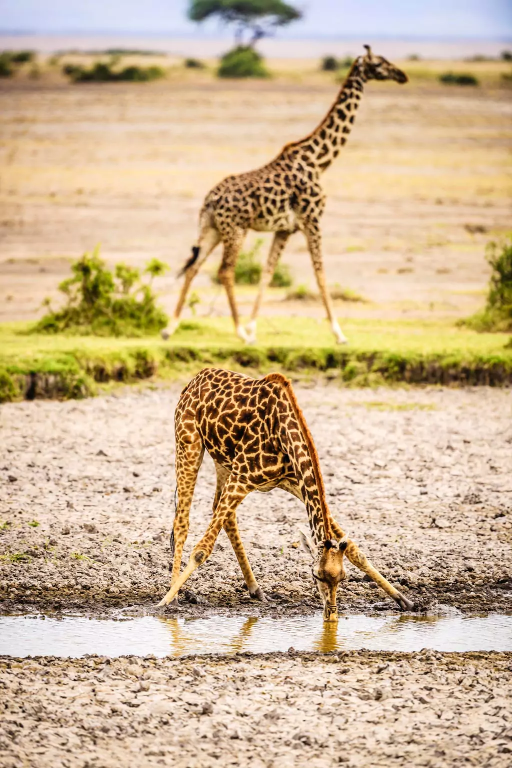 Giraffes drinking water