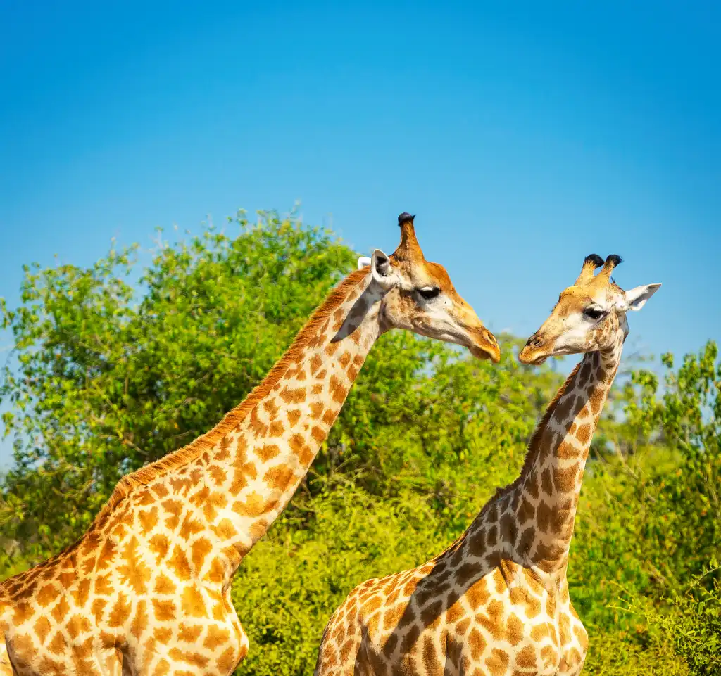 Two giraffes in the jungle