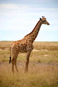 Giraffes in estosha