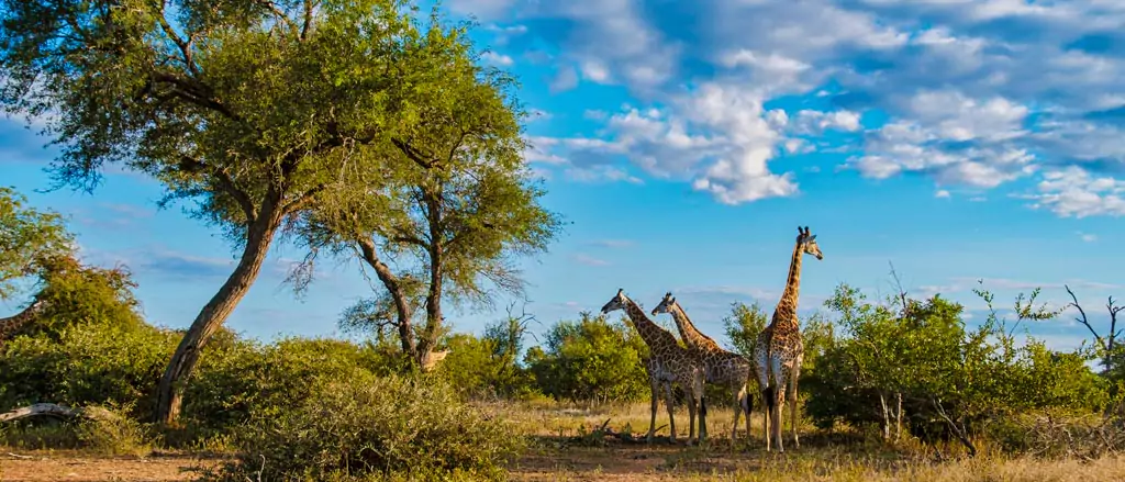 Giraffes in a sunny day