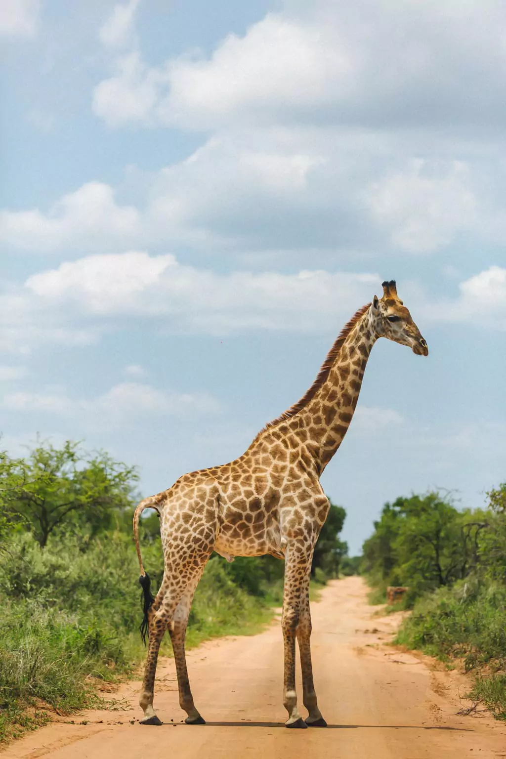 Giraffes in the road