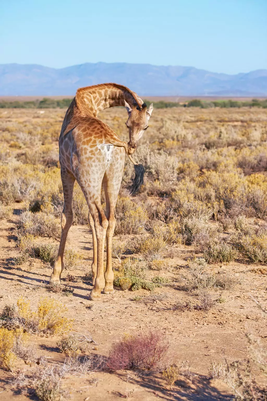 Giraffes in the desert