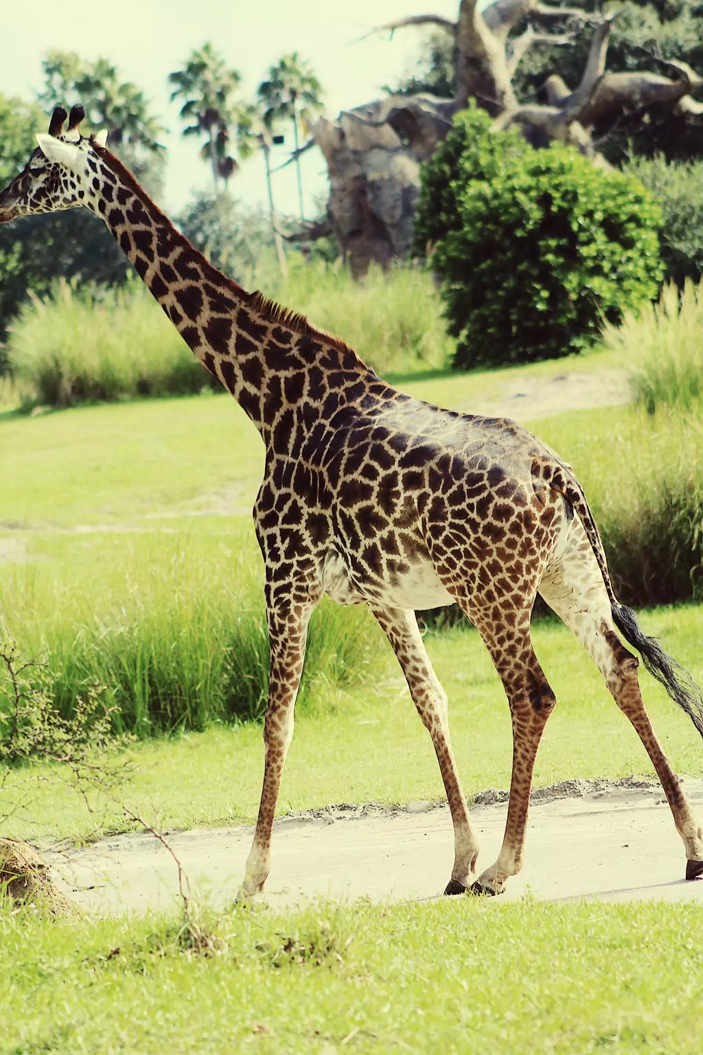 Giraffes in the jungle