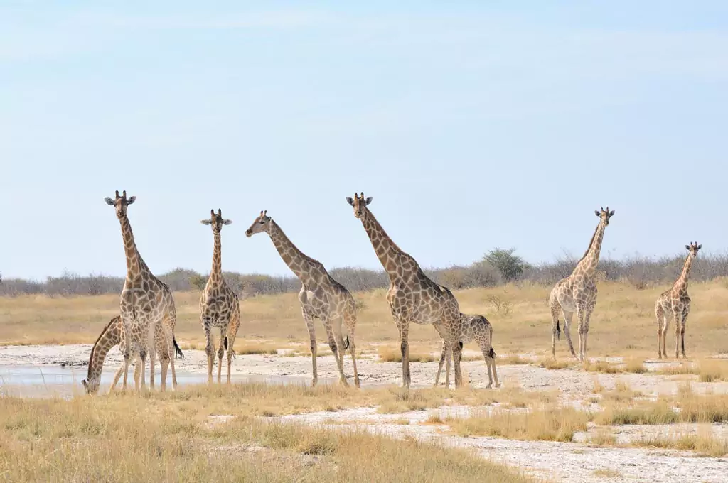 a group of Giraffe