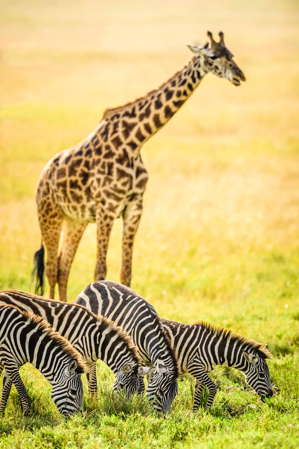 Giraffe and zebras together