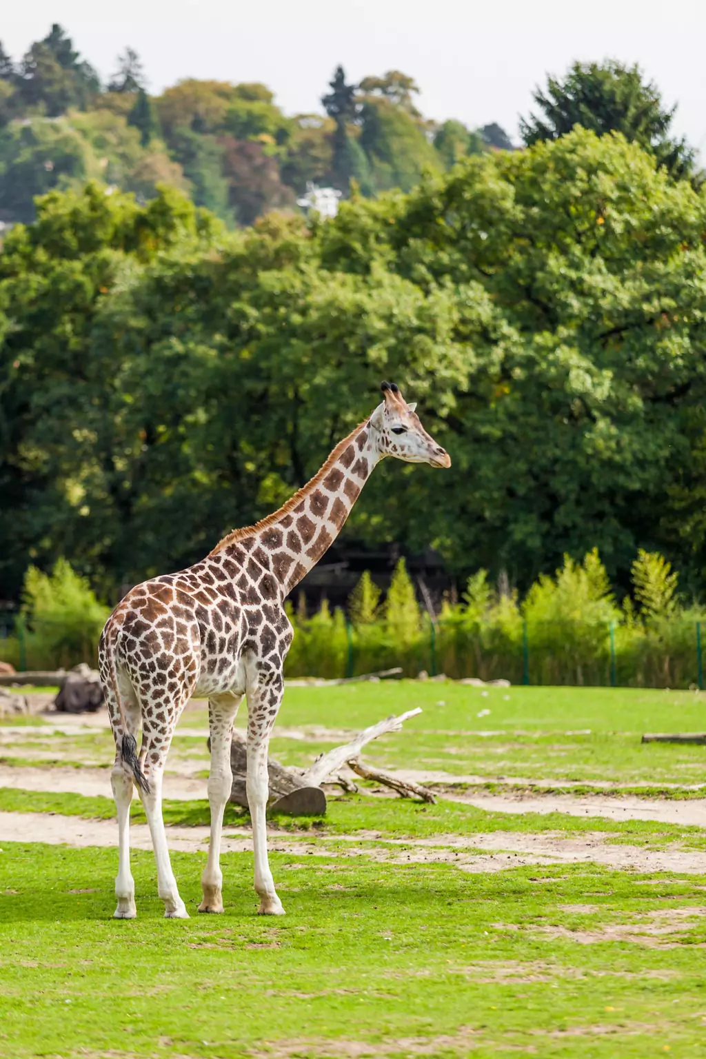 Giraffe in a green background