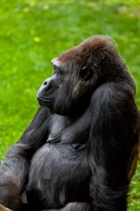 Gorilla in its natural habitat