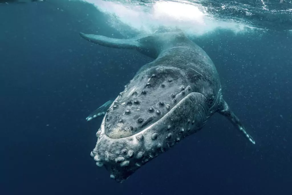 humpback whale dominance display