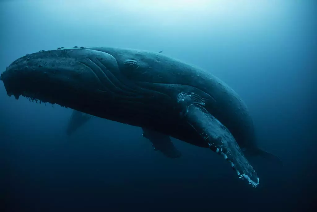 Humpback whale singing
