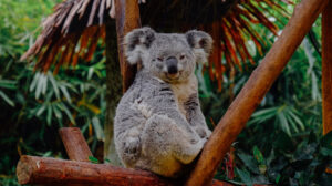 Where do Koalas live? Hero Image