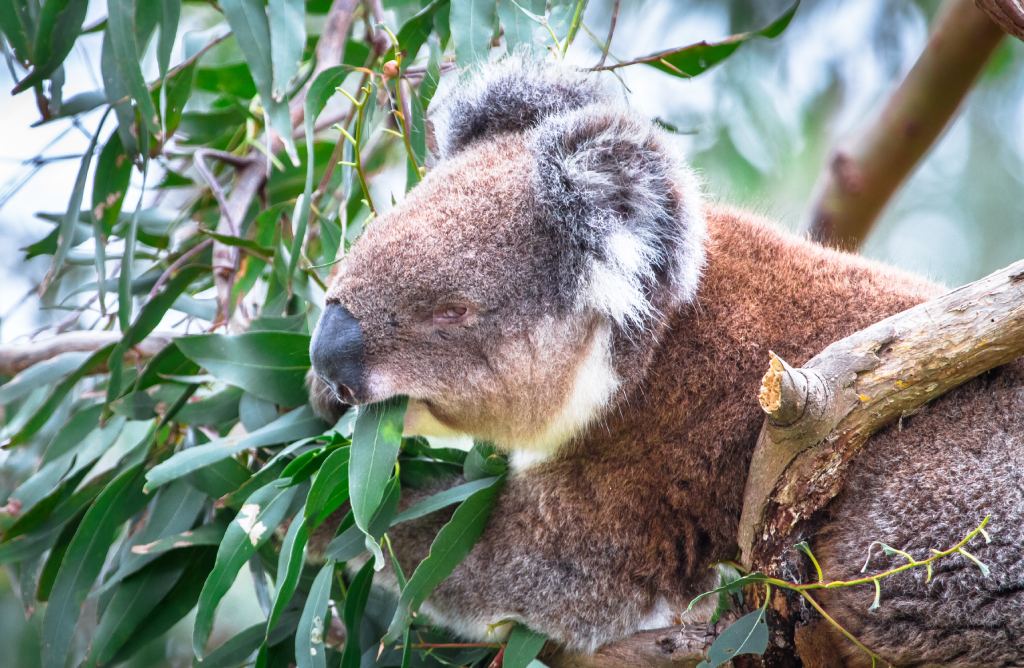 A sad koala eating leaves
