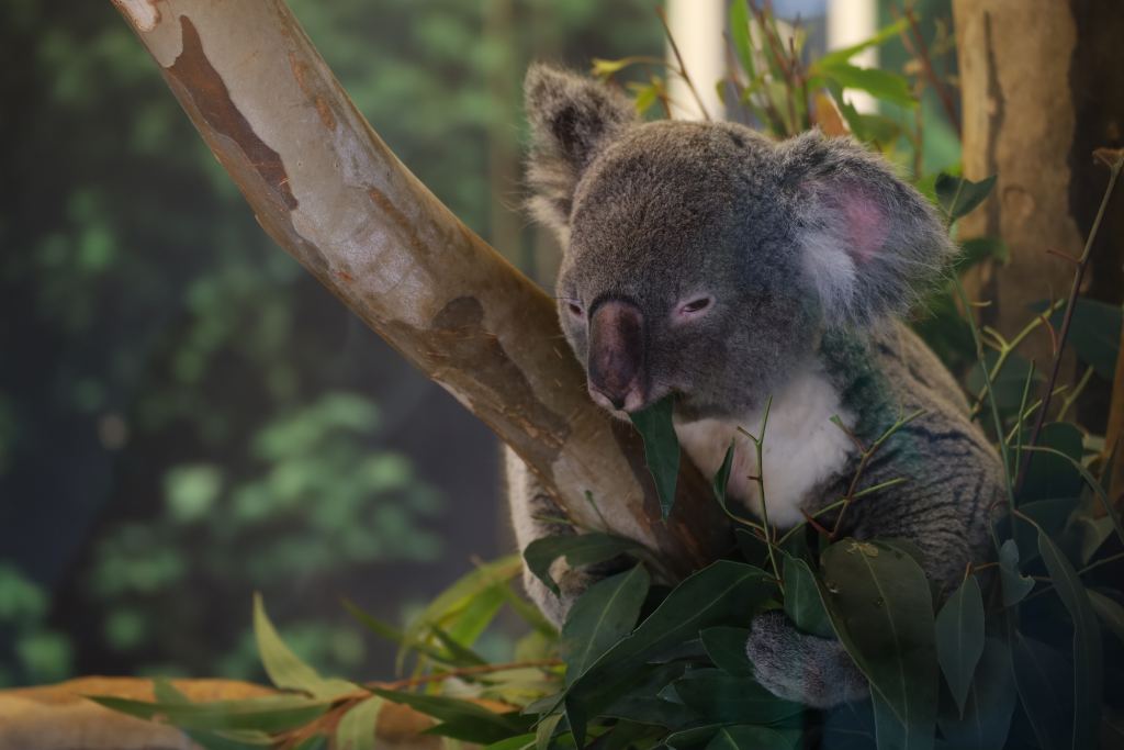 Cute koala hanging in the tree