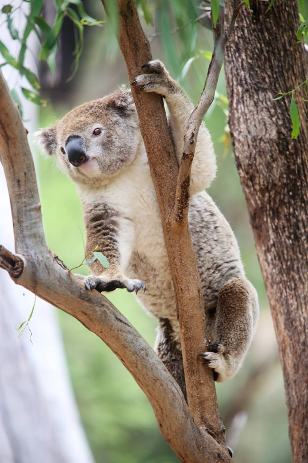 Koala up in the tree looking down