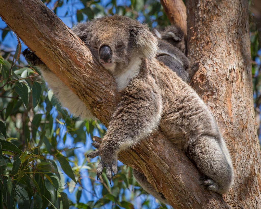 Koala sleeping up in the tree