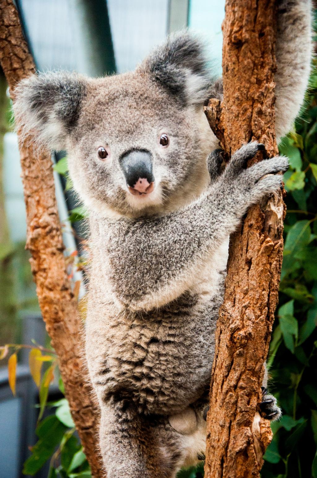 Cute koala climing